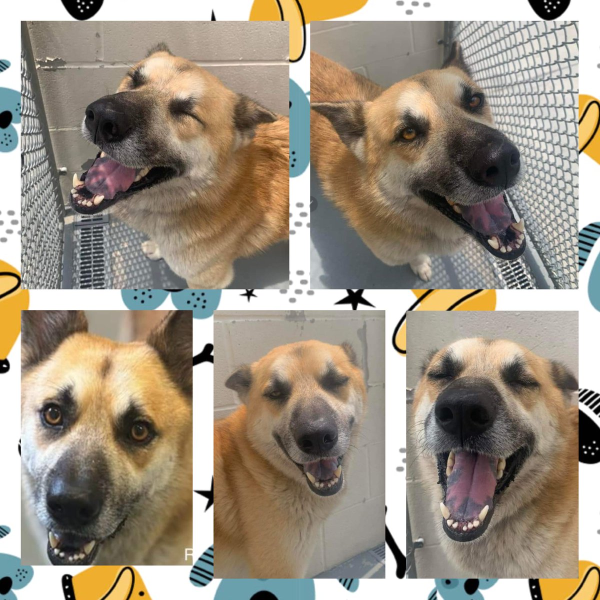 🆘️amazing RAMBO #A366729 likes people,  takes 🍖gently,  has not been dog tested 😡
Why sentence 💉☠️stray #TBK w/o full eval? 
#CorpusChristi #TX hates strays😭😡
ACS 💉☠️ Rambo if not tagged 4/29, day b4 #NationalAdoptAShelterDogDay event on 4/30
Plz RT,  #PledgeForRescue