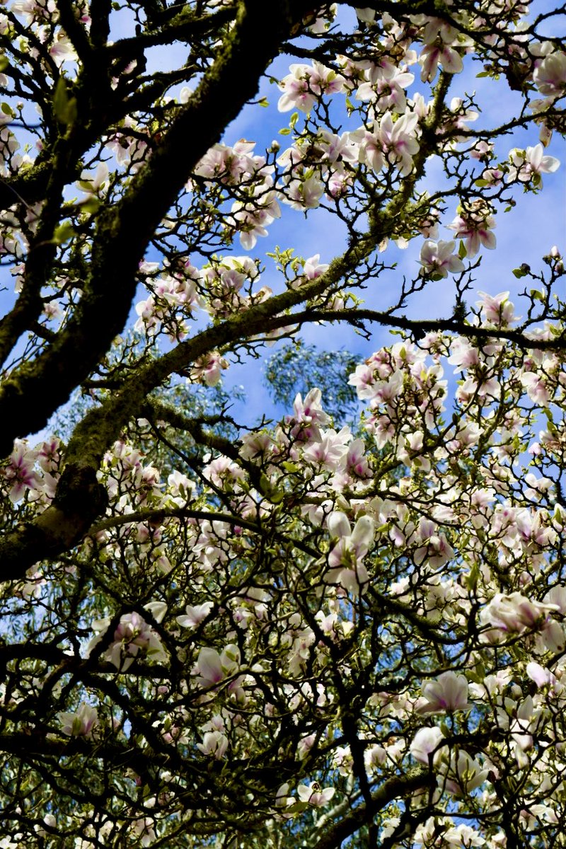 QP a photo that had you looking up 👆🏻⬆️ A magnificent magnolia @PlasNewyddNT 🏴󠁧󠁢󠁷󠁬󠁳󠁿 #tree #flowerphotography