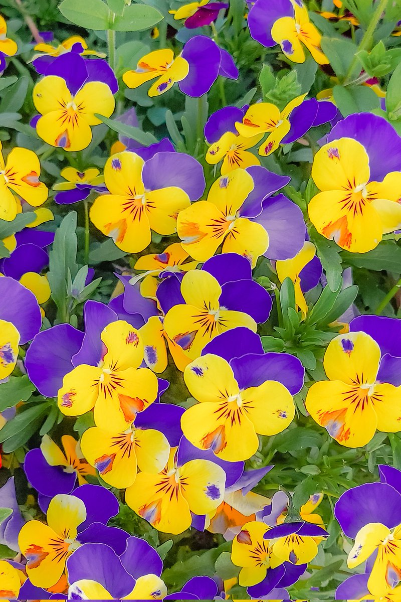 We'll definitely win❤️‍🔥❤️‍🔥❤️‍🔥

❁.｡.:*:.｡.✽
花言葉は「揺るがない魂」💜🏹

#photography
#sanfrecce #pansies
#TLを花でいっぱいにしよう
#サンクレッチェ広島
#花が好きな人と繋がりたい