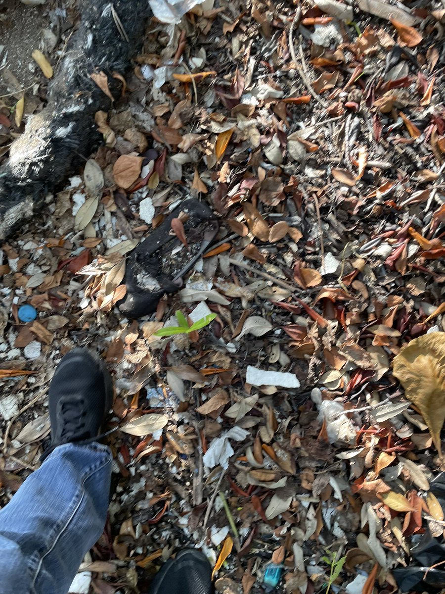 Baby mangroves! All over by Gun Boat Beach. Once inundated w/ plastic + garbage, cleared areas from months ago remain so giving the mangroves space to thrive + multiply. Our KHCP barriers at 7 main gullies are blocking plastic + floating debris. Heart full. @matthewsamuda