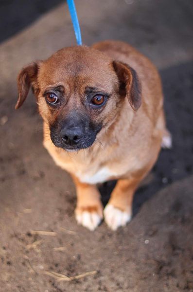 Cleo🐕to ok.roczna suczka. Przeszła piekło😢Malutka,większa nie będzie.Nie znamy jej rodziców,ale zakładamy,że malutka Lila jest jej matką(ostatnie zdjęcie)Szukany domek dla Cleo oraz jej mamy🙏🐕🏡🆘 Kontakt w sprawie adopcji - Iza 606-507-829 Schronisko w Tomarynach/Warmia