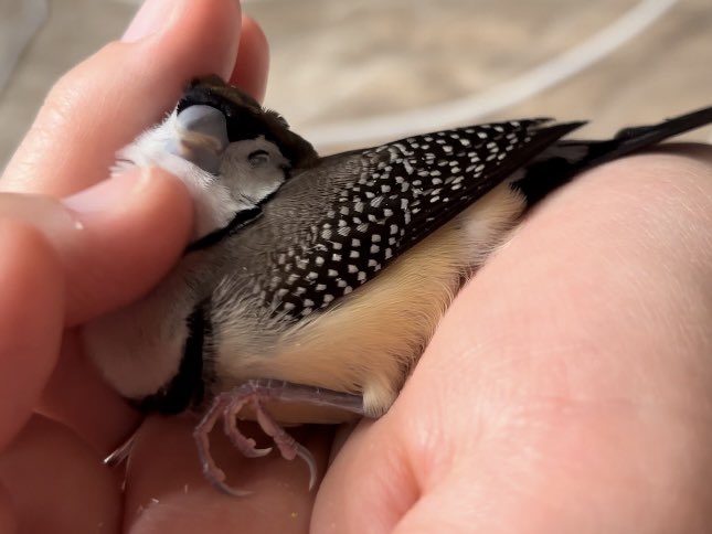 #うちの子バチクソ可愛い熟睡選手権