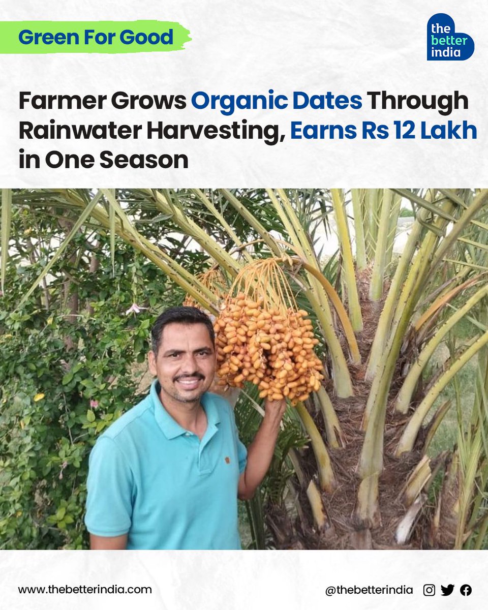 thebetterindia's tweet photo. Did you know that India is the world's biggest importer of dates, bringing in a whopping 38% of the global market according to ICAR. 

#Dates #DateFarming #farming #Rajasthan #RajasthanAgriculture #agriculture

[Date farming, Rajasthan, Date palm cultivation, Mukesh Maanjoo] https://t.co/Ym6gz7Z6wW