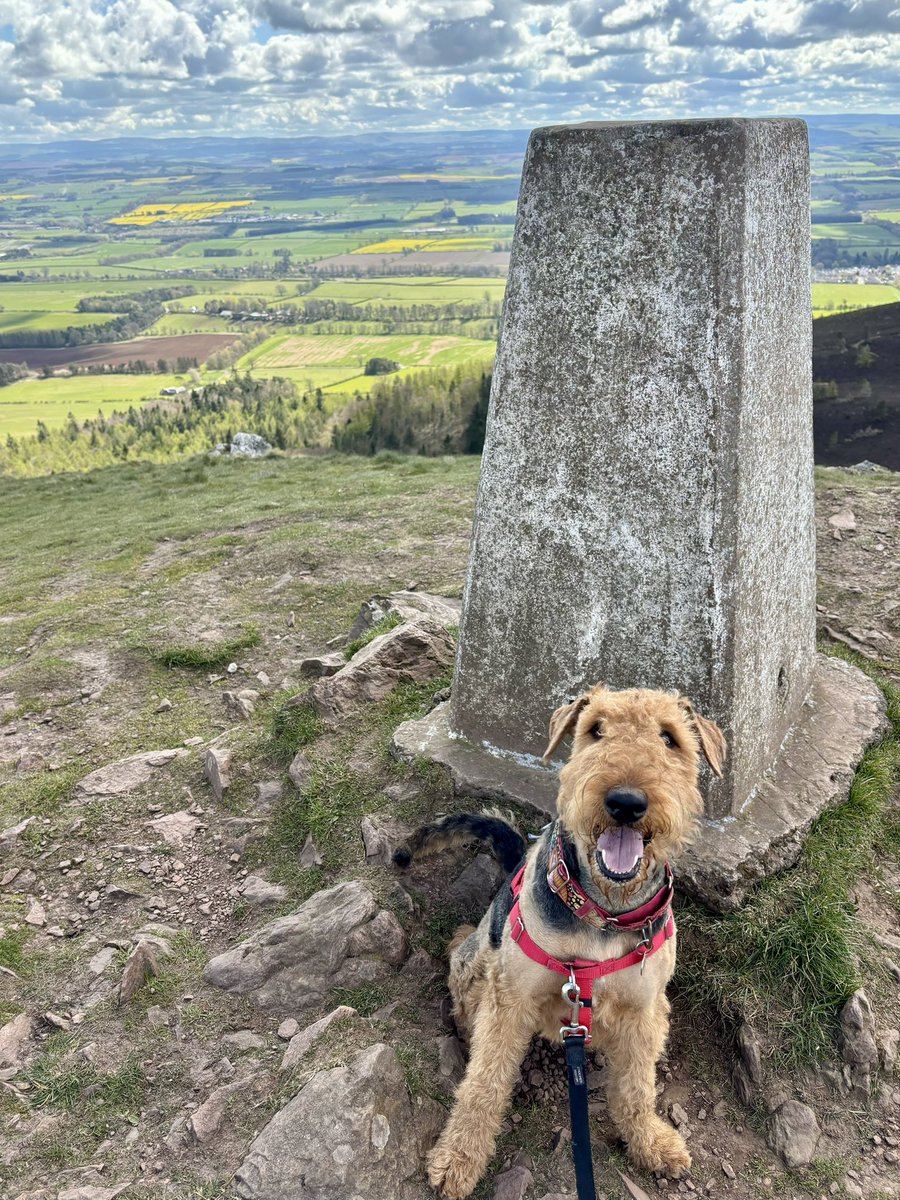 GryffinAiredale tweet media