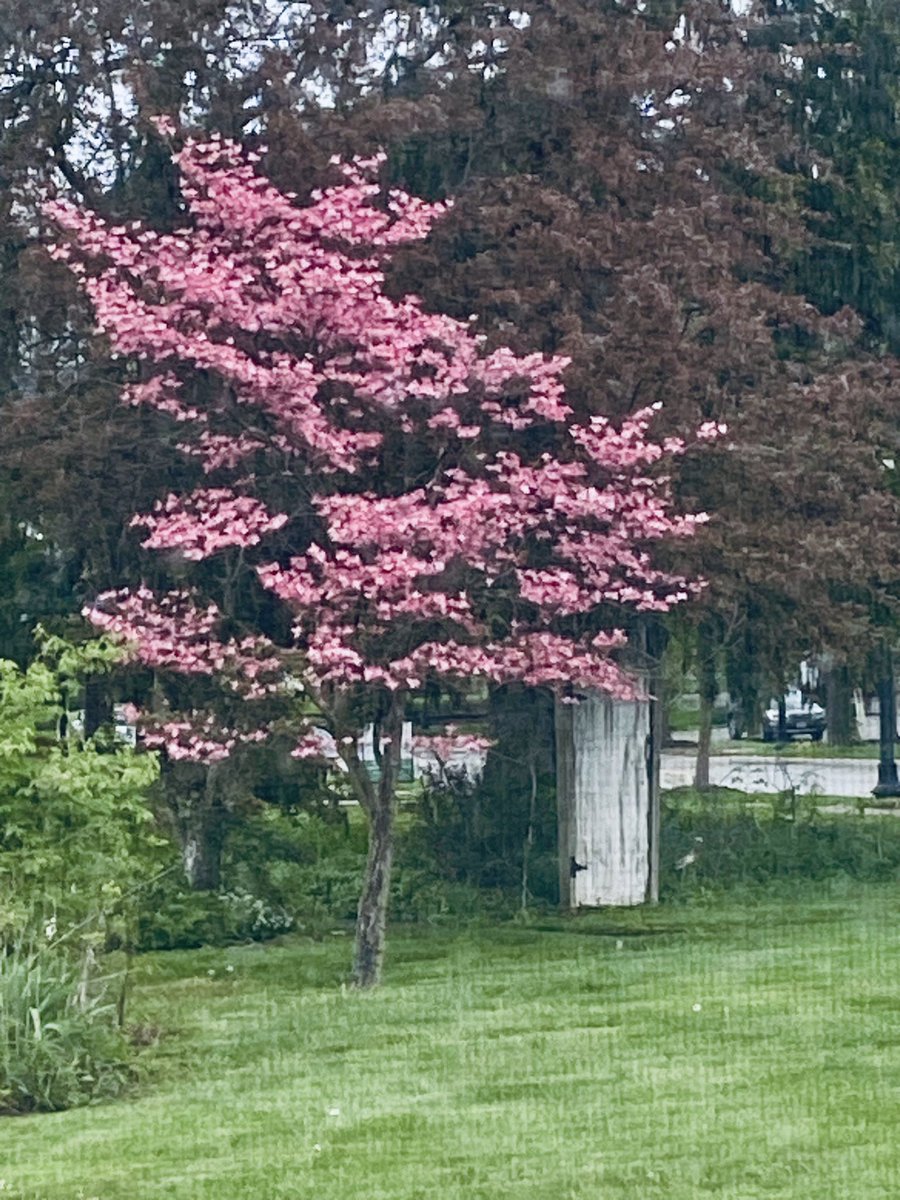 My view from my kitchen window- beautiful tree, but there is a door there, under the big tree. Just a door. CLEARLY some fae shit happening there, I don’t go anywhere near it. Fairies trying to trick me into walking through? Nothankyou.