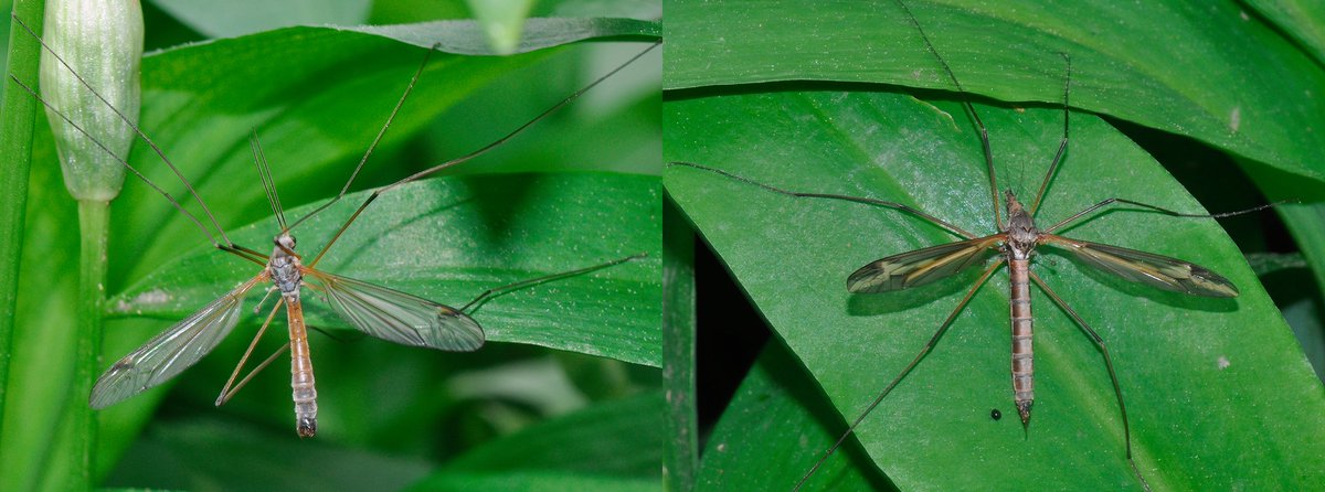 The scent of Wild Garlic was heavy on an overcast day in the Wyre Forest & these 2 craneflies were hunkered down amongst its leaves - Tipula submarmorata (left) & Tipula vittata (right) #FliesofBritainandIreland @WorcsWT @gailashton @Ecoentogeek @StevenFalk1 @flygirlNHM