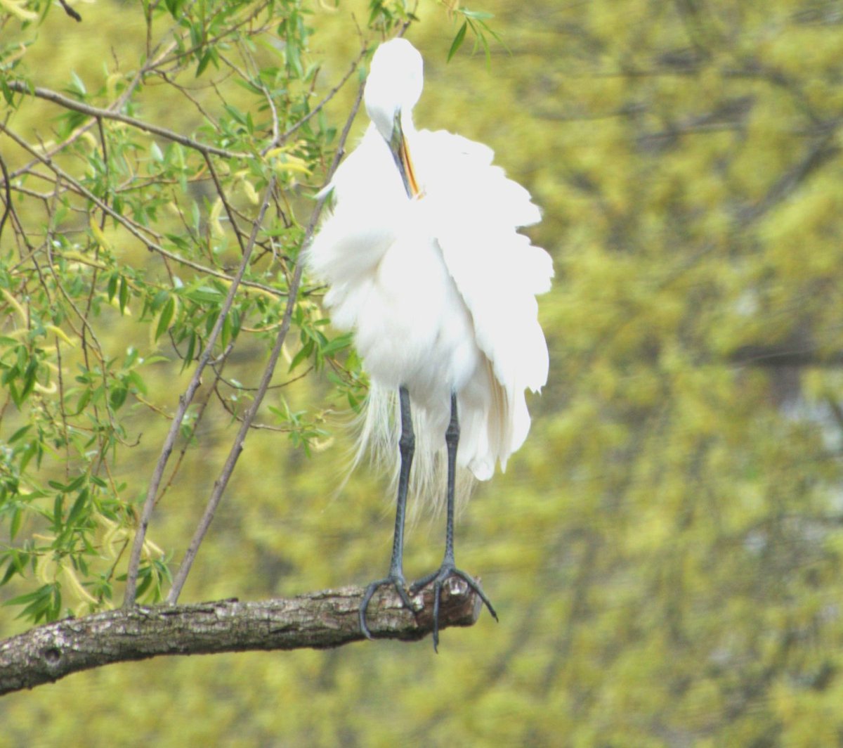 Great egret on a tree overlooking the Meer, 4.19.24 @BirdCentralPark #birdcpp #birds