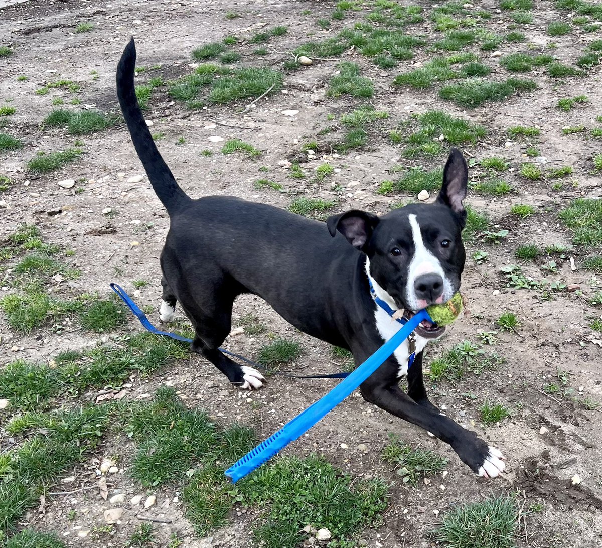 Our large adoptable dogs are ready to go BIG and go HOME! 💛 Today and Sunday all dogs 40+ pounds will have name your price adoption fees. We’re open noon until 5 p.m.  See all of our adoptable animals at AlexandriaAnimals.org/adopt.

#alexanimals #alexandriava #adopt