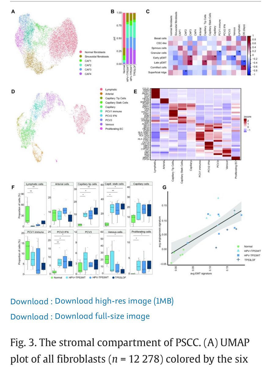 Important work on #PenileCancer micro-environment and for potential personalized treatment 👉first single-cell transcriptomic atlas ➡️TP53 and HPV status stratification indicates CSM differences 👉 authors.elsevier.com/a/1i%7Elg14kpl… @MaartenAlbersen @Brouwer_MD_PhD @ElstLaura @EUplatinum