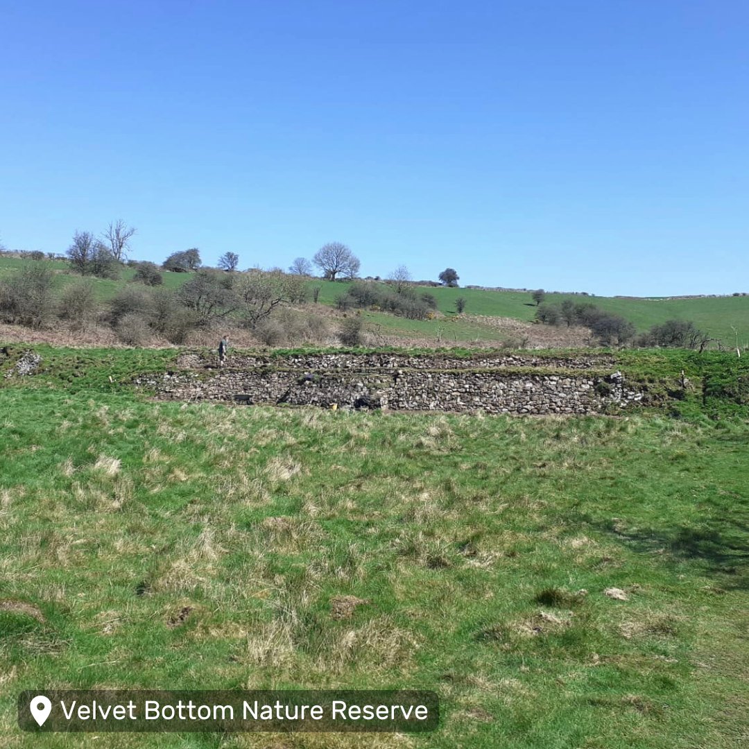Have you visited our Velvet Bottom Nature Reserve before? 🗺️ This grassland reserve is located in the wonderful @MendipHillsNL. It's an excellent place to spot butterflies, as well as reptiles like adders and common lizards! 👇🐍 somersetwildlife.org/nature-reserve… #Somerset #MendipHills