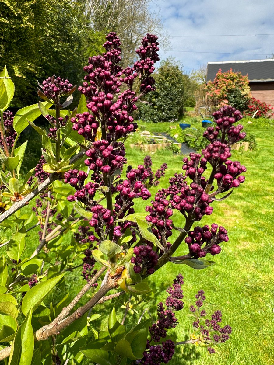 Garden adventures! #flowers #Butterflies #springtime 🌺🌸🌼 🦋