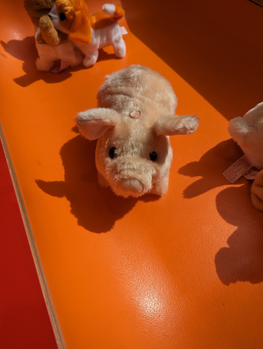 TheWalaper's tweet photo. Just bumped into this little guy in Hamleys. Says he's happy to take selfies with you all 🤳🏻🐷 You might even get a picture will the Walaper if you're quick enough! 🏃🏻 https://t.co/hpBKiZp3Lm