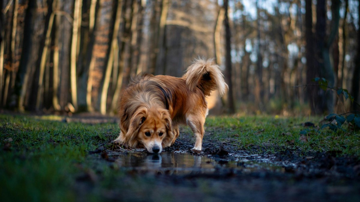 Daily exercise keeps your pup healthy and happy, promoting physical and mental well-being.  Daily walks, fetch, or agility training - there's something for every furry friend! 

#ExerciseTime #HealthyPups #ActiveLifestyle #DogLove #dogsoftwitter #adoptdontshop #DogTips #dogsofx