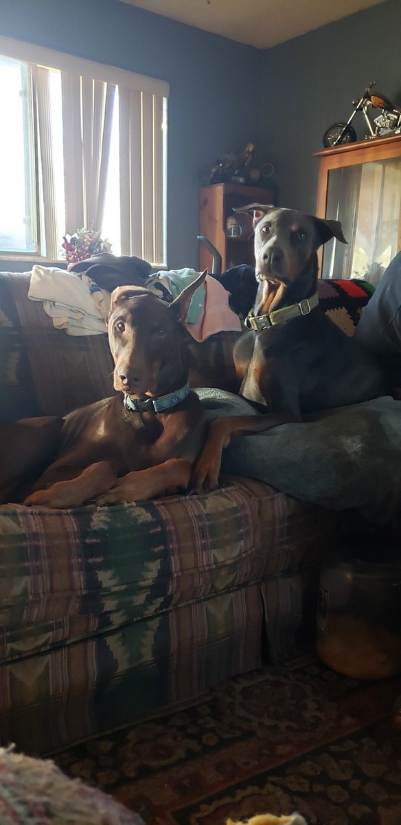 EveDudash's tweet photo. @FPWellman King and Max... their owners died and the families didn't want them. They didn't shoot them they looked for placement. https://t.co/29Q0qJsDrz