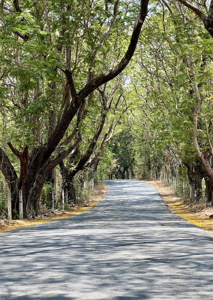 City of over 22 million inhabitants but there still are patches where one can walk inside the city’s suburb where you don’t bump into any vehicle or human for 5 minutes straight (that too during day time). Fascinating #Mumbai