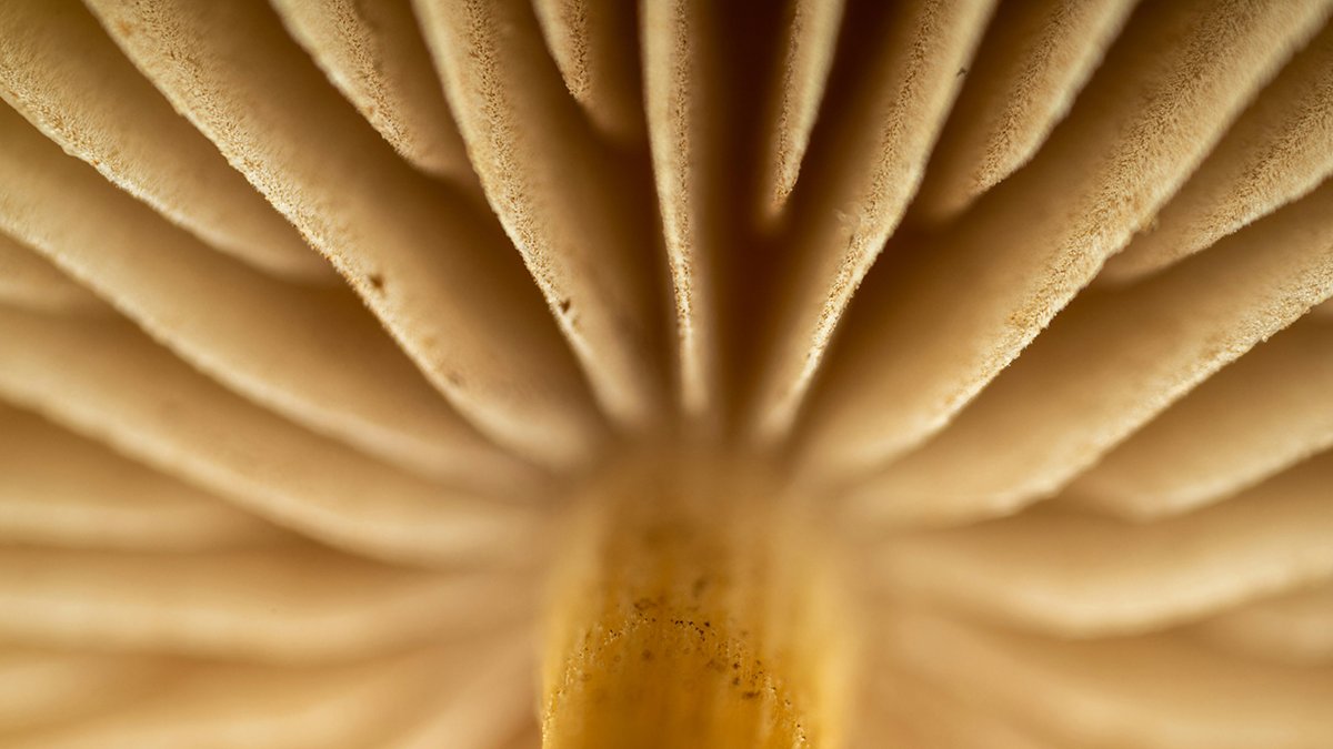 Restrictions on access to psilocybin has led to the rise of compassion clubs across Canada prompting varying responses from local municipalities. 

Explore the regulation of psilocybin 🔎🍄in my article for BarTalk: bit.ly/3PWvqHq