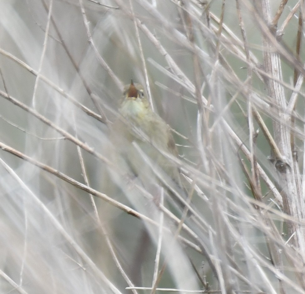 Grasshopper warbler. (Just about!)
Uncropped and cropped.