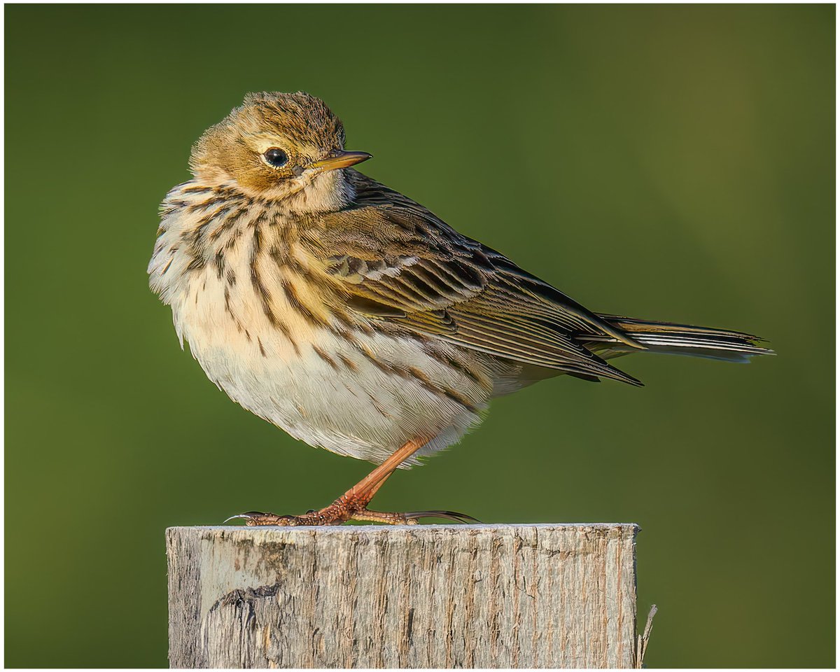 Barra Meadow Pipit. #wildlifephotography #ukwildlifeimages #olympusphotography #omsystem @OMSYSTEMcameras @ElyPhotographic #birdphotography #bird