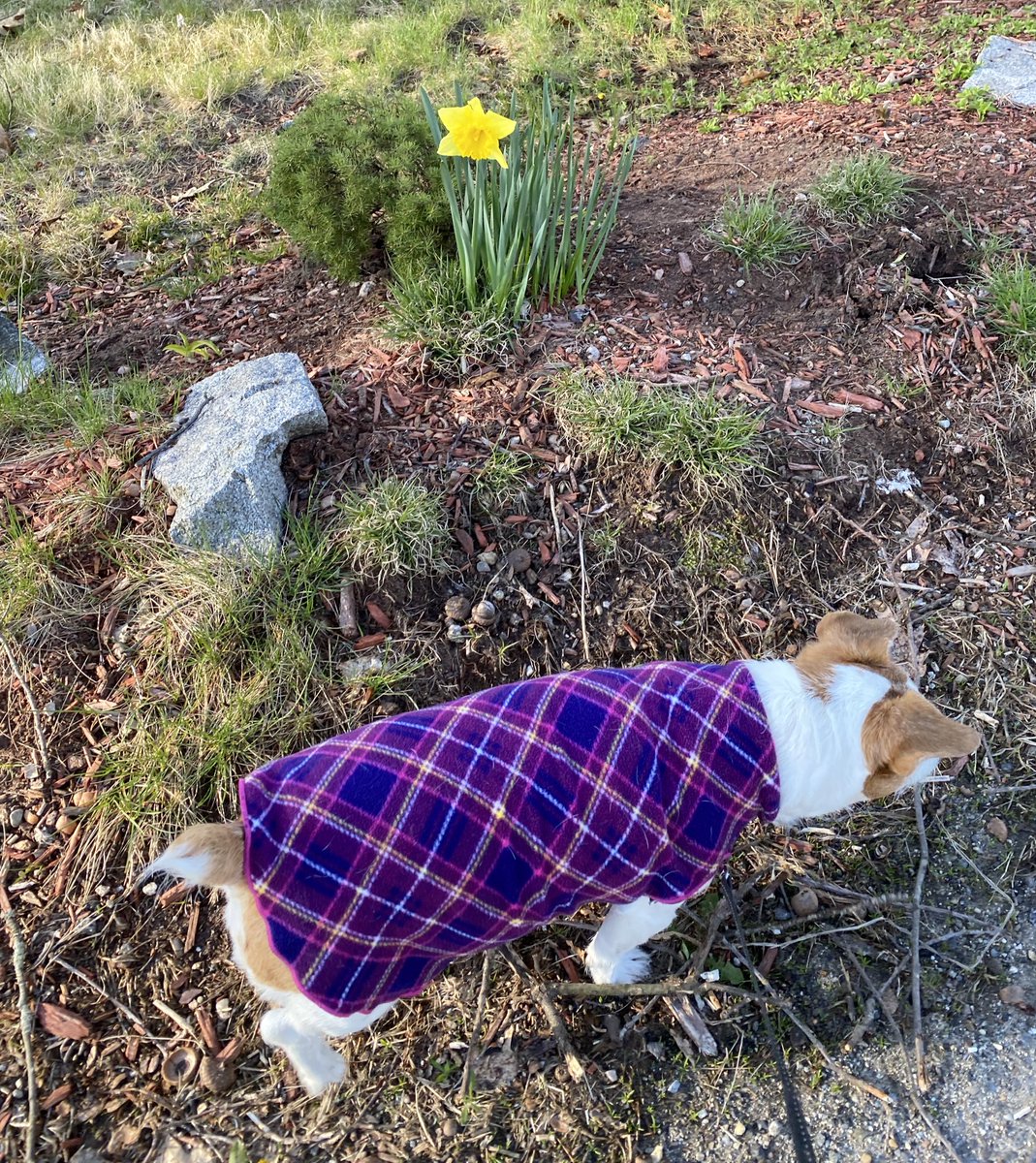 Happy Saturday frens! I zoomed by this floof and thought you would like it! Have a fun day frens! 💖🐾 #SaturdayMorning #dogsofX #dogsoftwitter