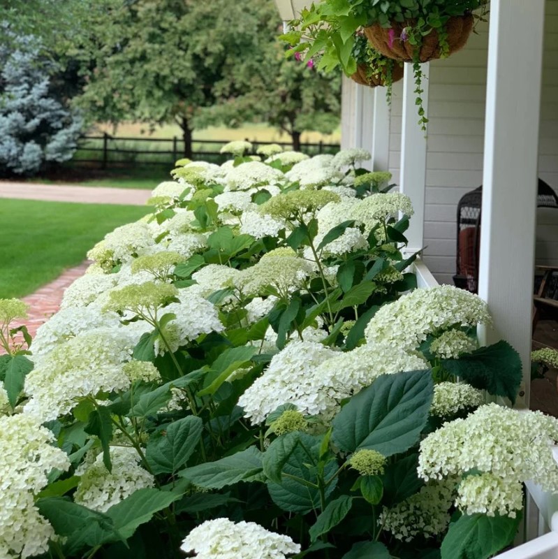 Hydrangea Tip: Starting with one variety and learning about that particular type is one way to set yourself up for success. See how this #garden was transformed (spoiler alert: it all started with #hydrangeas) ow.ly/EuBi50RpwMS Photo by Skye Hamilton