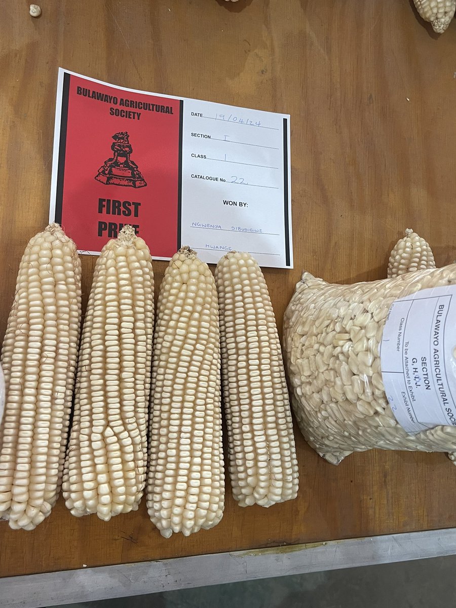 📸 A thousand words ⬇️ as Seed Co varieties led the pack across different maturity groups from 🐇🐒🦓🦁🐘 🥳CONGRATULATIONS, MAKOROKOTO, AMHLOPE 🎉 #TheHomeOfBumperHarvests🌽🌽🌽