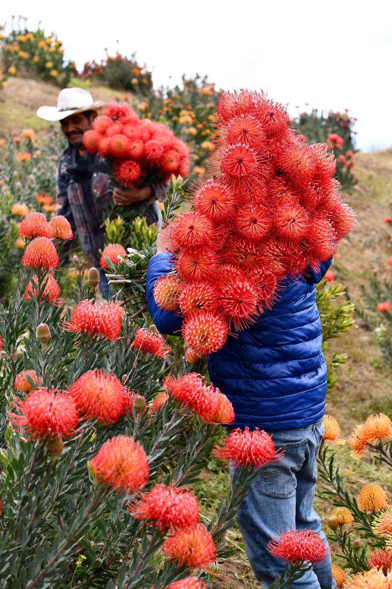 Weekend ready? We’re here to help inspire you! 🍃💥🌼💥🌿 A burst of spring #Leucospermum - pincushions have graced our fields & they’re waiting for you @OldTownTemecula Farmers Market. We have plenty of #fabulousflorals to add a burst of color to your home & #garden too. 💐🪴