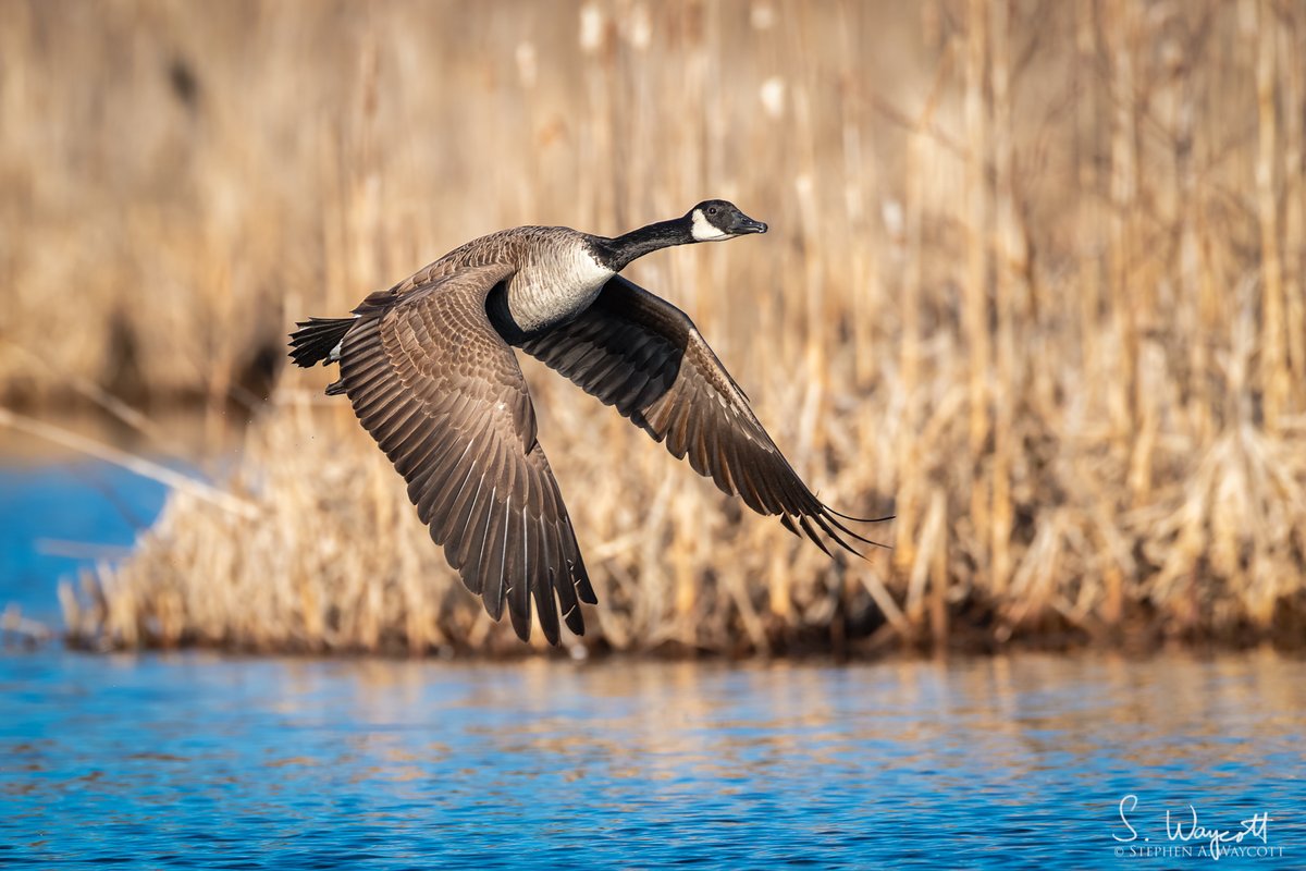 #FromTheArchives: Classic flight shot of a Canada Goose on a beautiful spring morning.

Hanwell, #NewBrunswick, Canada
April 2021

#goose #CANG #nature #wildlife #photography #naturephotography #wildlifephotography #Nikon #D850 #Sigma500f4