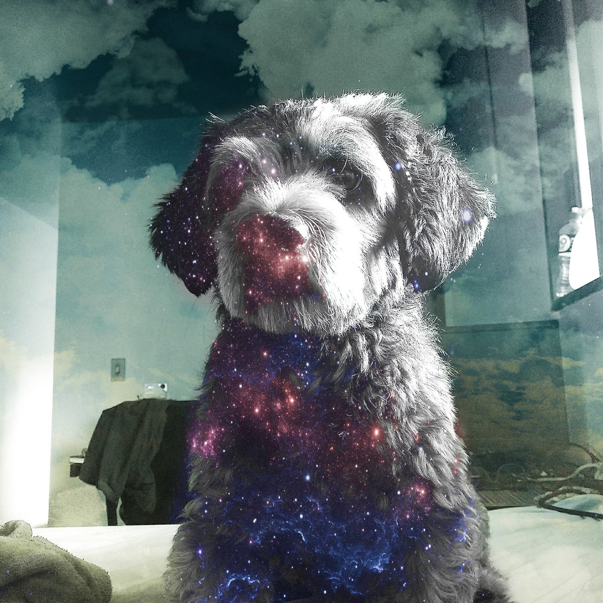 madPunchy tweet media