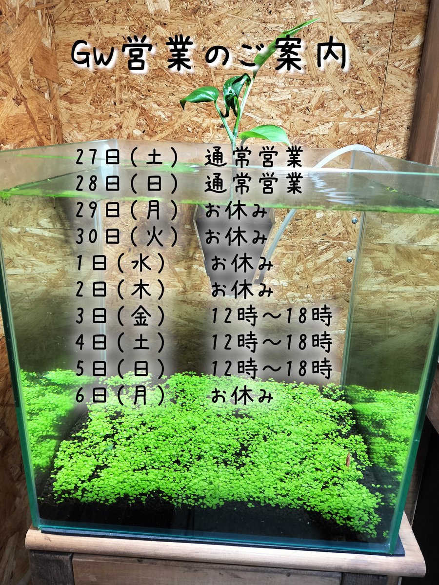 ebi__arashi's tweet photo. えび嵐　ゴールデンウィークの営業のご案内です
27日、28日　通常営業
29日～2日　  お休み
3日～5日　　通常営業
6日　　　　  お休み
よろしくお願いします https://t.co/kpCABAtev3