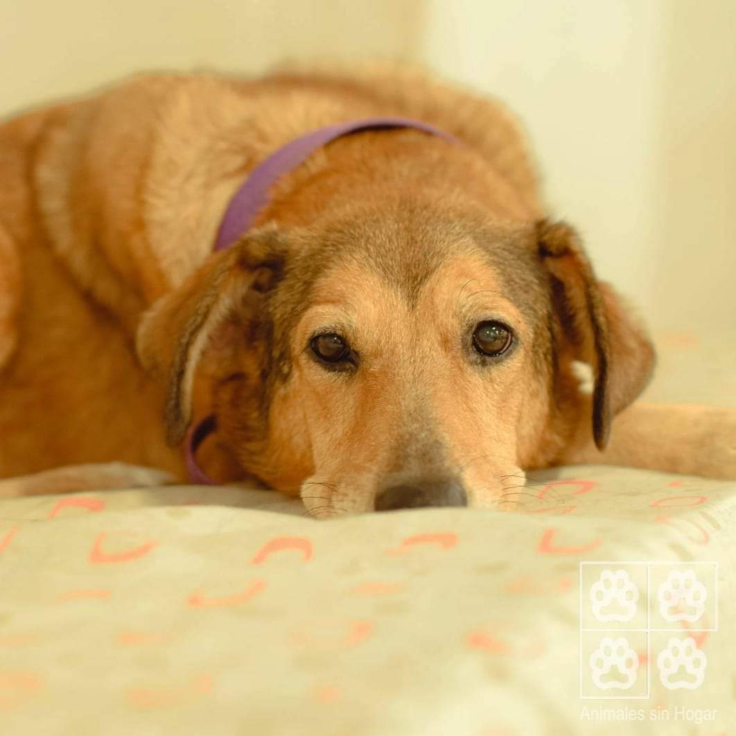 Sandy 🧡 Aún esperando su oportunidad en nuestro centro de adopciones. Es tan, tan buena 🥰 Le encantan los mimos! Se lleva bien con el resto del grupo y le gusta jugar. Le falta una manito, llegó con ella perdida y muy, muy flaquita y desmejorada.