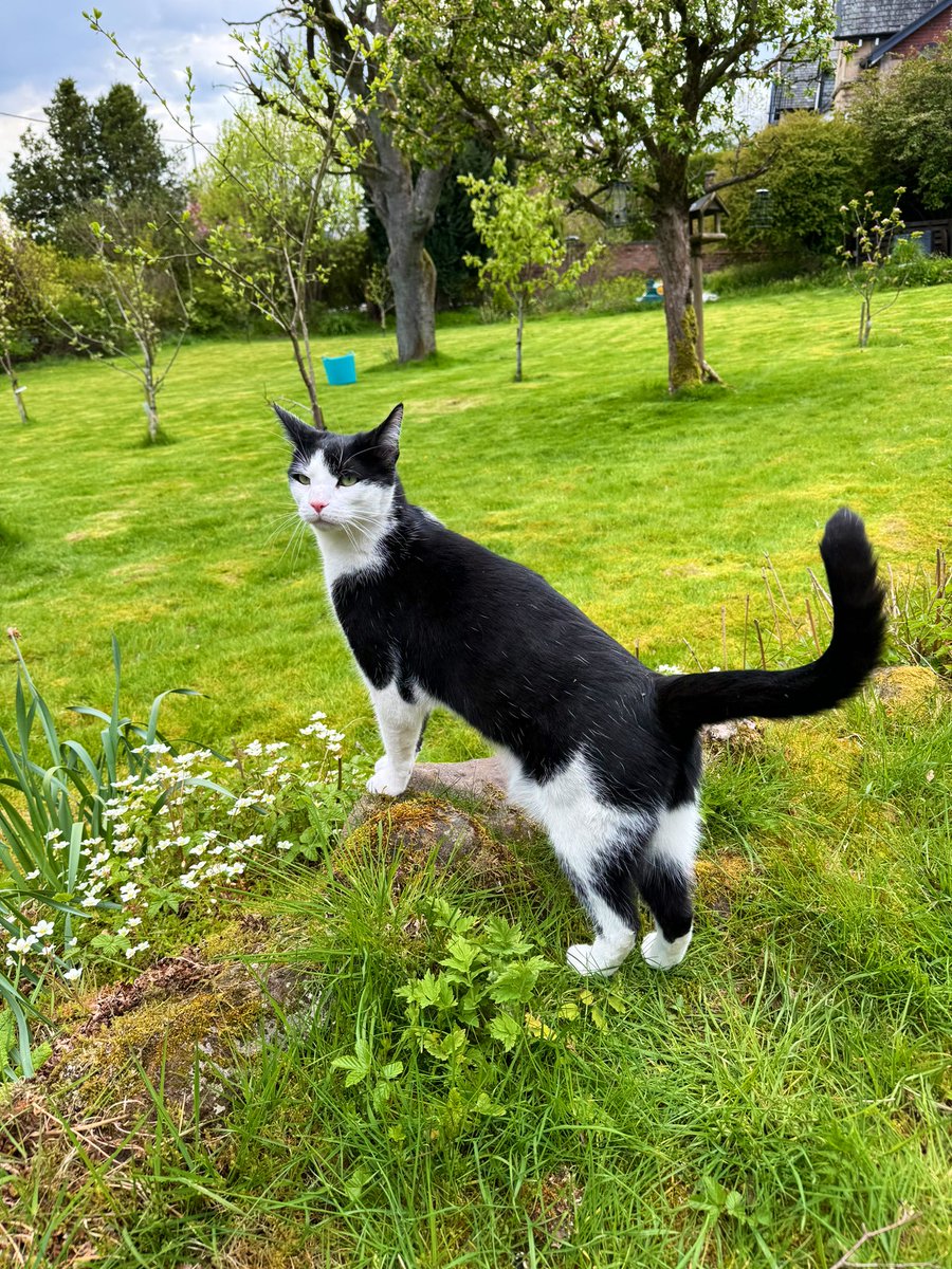 Liquorice “helping” with gardening! #Caturday