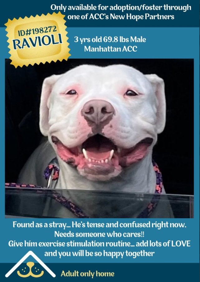 Ravioli🎯
New Intake #NYCACC 
nycacc.app/#/browse/198272 

Our angelic😇😍
#RescueOnly he needs #Pledges & a #Foster to survive
Will B Kill Listed soon
As a stray he prefers slow intros
Kindness & soft voices 
He quickly picks his favorites
Someone cared for him
Let's find his human