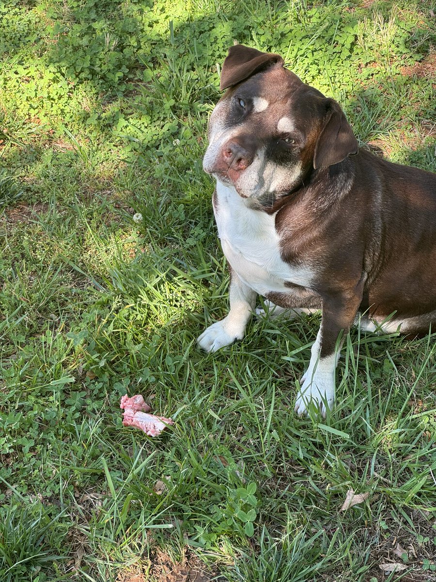 @LauraLoomer Buddy wondering why I’m interrupting him as he dines on his raw spare rib. #rawfooddiet @Purina is killing our pets with kibble