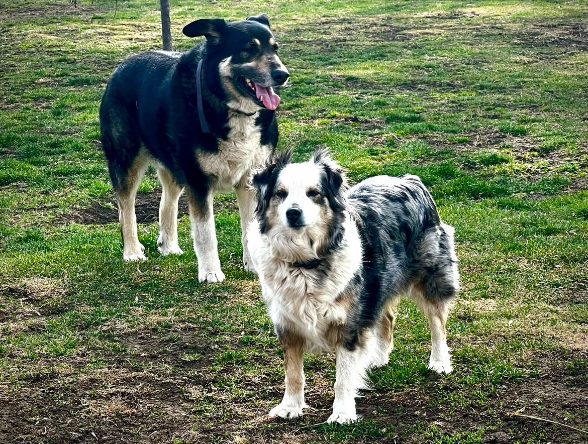 These are my rescue dogs, Duke and Winnie. They are now farm dogs. If I let them, they would kill every chicken in the county. We have a boundary fence and common sense. Kristi Noem should not be allowed to own pets or guns. She’s responsible with neither.