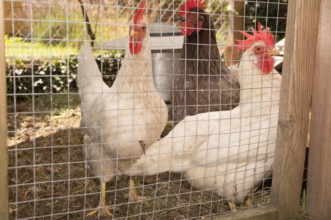 Your backyard chickens depend on you for health, housing and safety. In return, they will supply you with eggs, entertainment, pest control, fertilizer, meat and more. But as prey animals, chickens need to be protected from predators - here's how motherearthnews.com/homesteading-a…