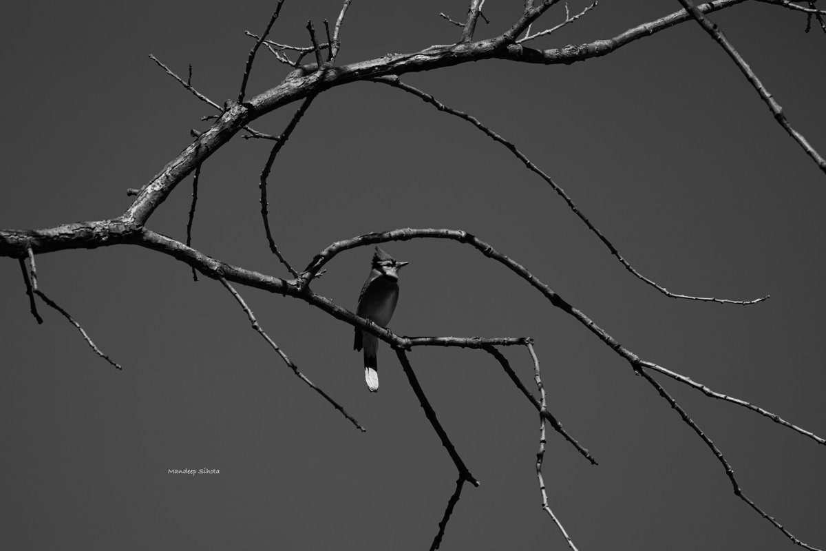 Creativity stretching in shadows! Stay in love🖤 #birds #birding #birdsinwild #birdphotography #Smile #twitterbirds #twitternaturecommunity #Canon #twitternaturephotography #IndiAves #Birdsoftwitter #Canonphotography #BirdTwitter #BirdsSeenIn2024 #Shotoncanon