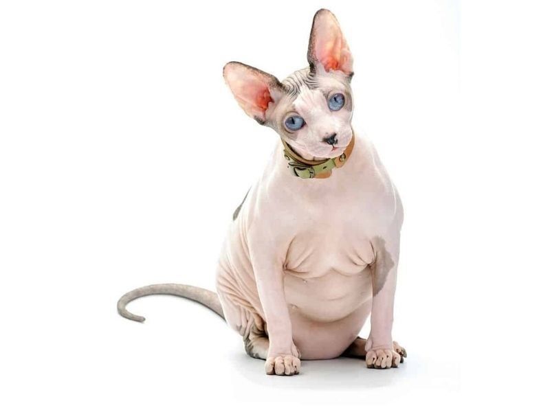 BreedsofCat's tweet photo. Do you know what the world’s fat sphynx cat is? #FatSphynx #catsHealth #catsofTwitter 
https://t.co/xVZqoC6CPD https://t.co/JsZ1Rb2mLF