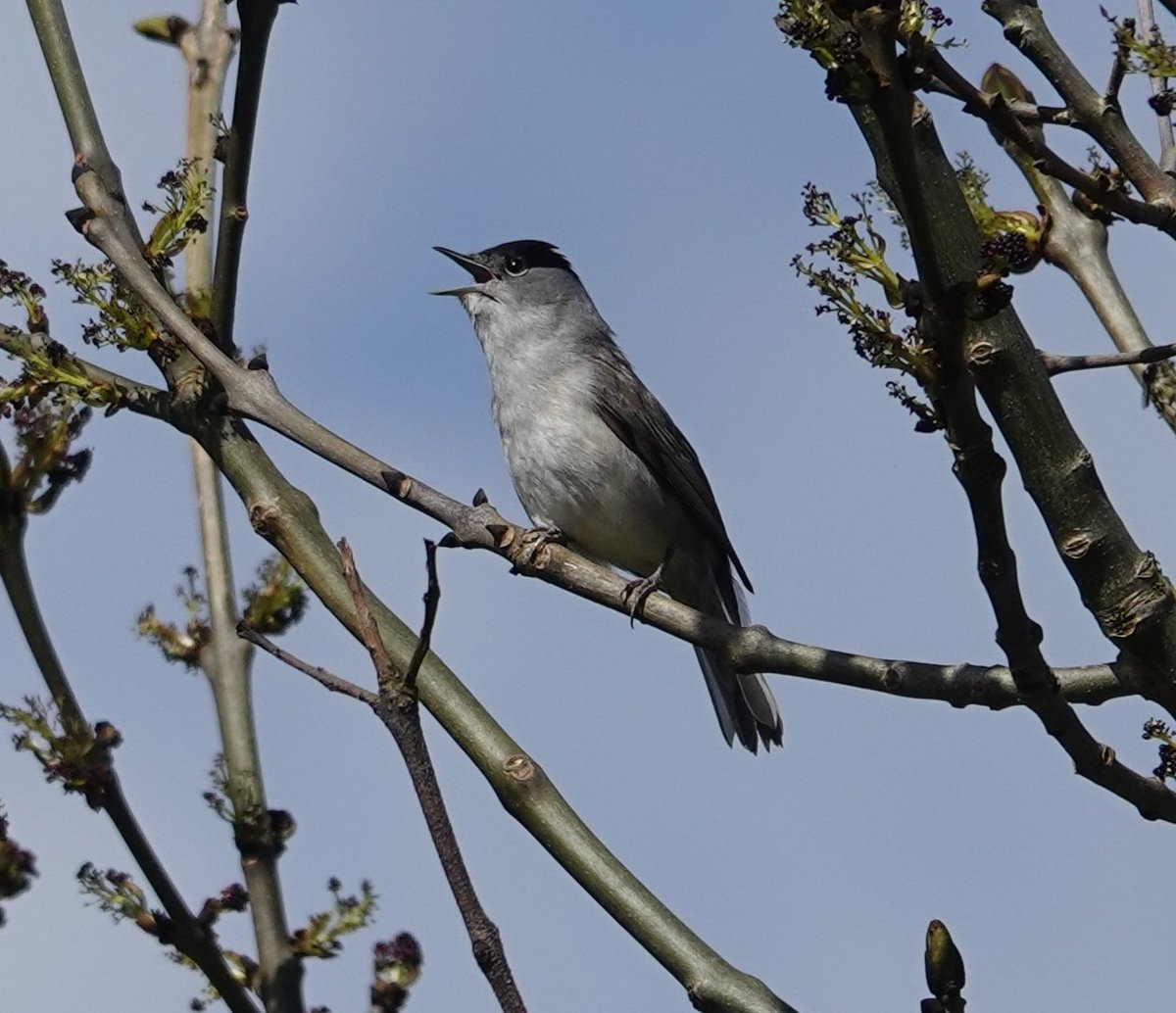 Blackcap giving us a song at Benone this morning #birdwatching #birdphotography #BirdsSeenIn2024