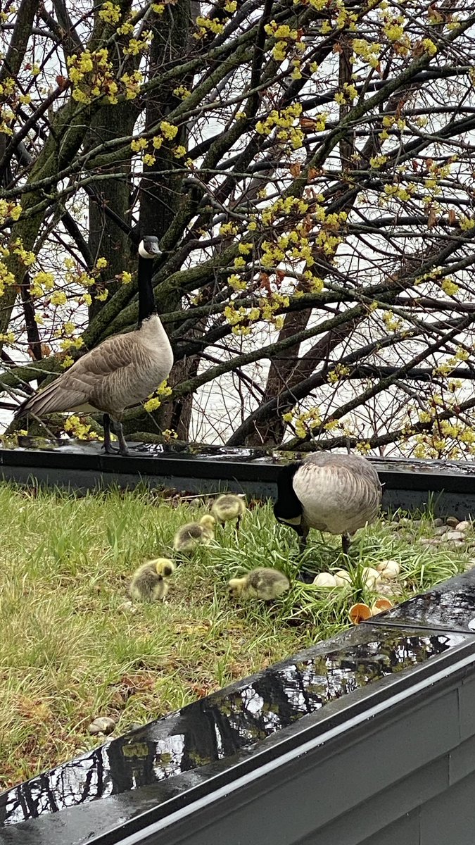 Meet the new #canadagoose chicks - 2024 Edition. In a matter of hours, they’ll be pushed off the ledge to start their lives on the ground. Not a fan of the mess they make. But, it’s such a life-affirming event to watch the cycle of life every #Spring , #cycleoflife #canadageese