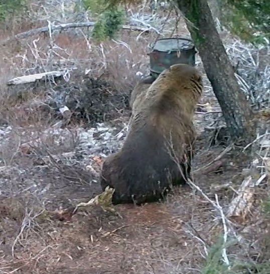 The bears are just starting to come out of hibernation. It is absolutely amazing how large some of them are. Years ago, I had the opportunity to run a bear snack bar and capture some video clips of some real brutes. Bears Gone Wild 3 youtu.be/jkXOKUacvgo