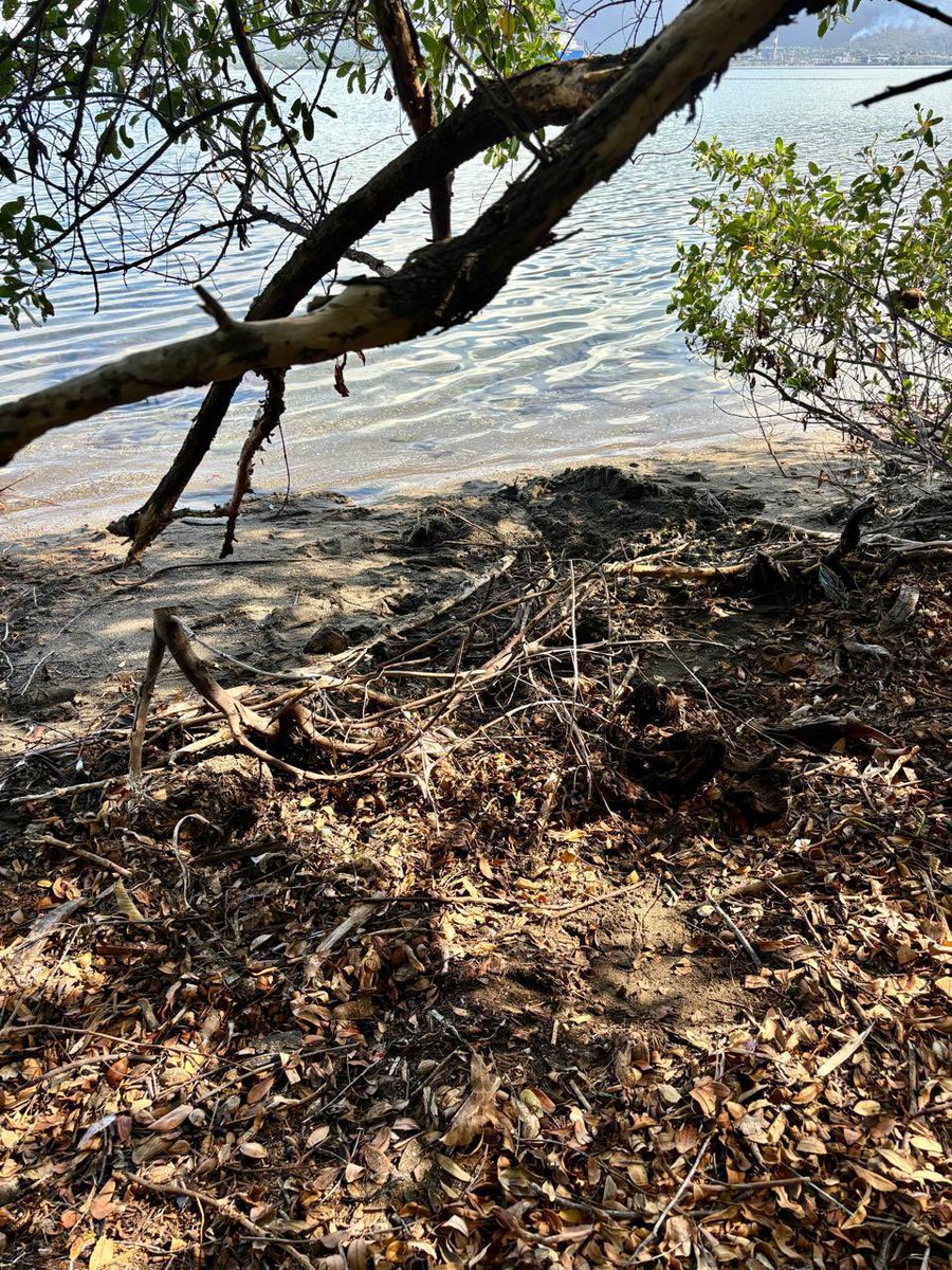 Here are the “before & after” shots from part of the shoreline which my 🇬🇧High Commission team just cleaned up at the 🇯🇲#GreatMangroveCleanUp . What a difference a couple of hours can make….! @matthewsamuda