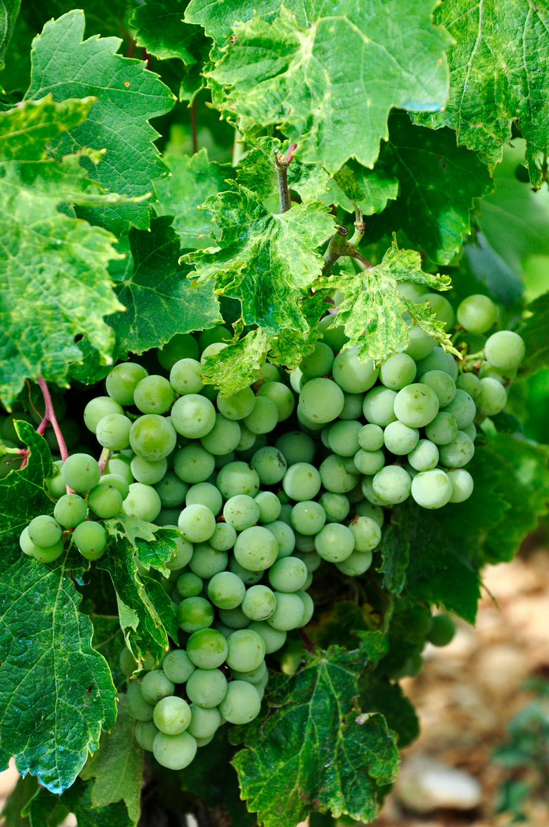 EverWonderWine's tweet photo. Ever Wonder about wines made with organic grapes or wine labeled as “Organic?” Learn more about each of these…

https://t.co/5tuML9AMqm

#wine #wineblog #winereviews #winenotes #WineWeekend #WineLover #Organic #OrganicWine #OrganicGrapes #Winemaking #WhiteWine #RedWine https://t.co/gZ99tXJ47p