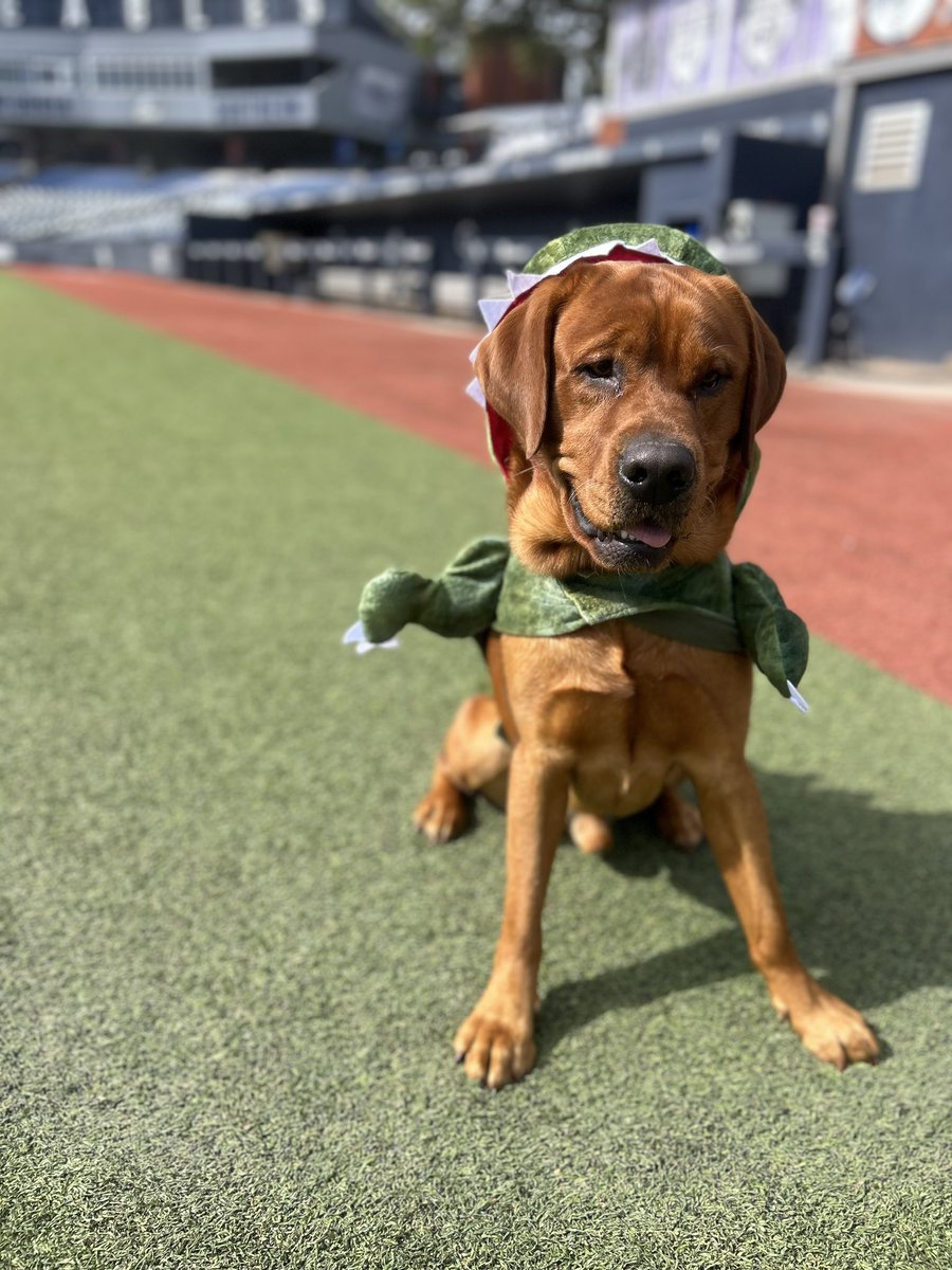 GSAthletics_BSB tweet picture