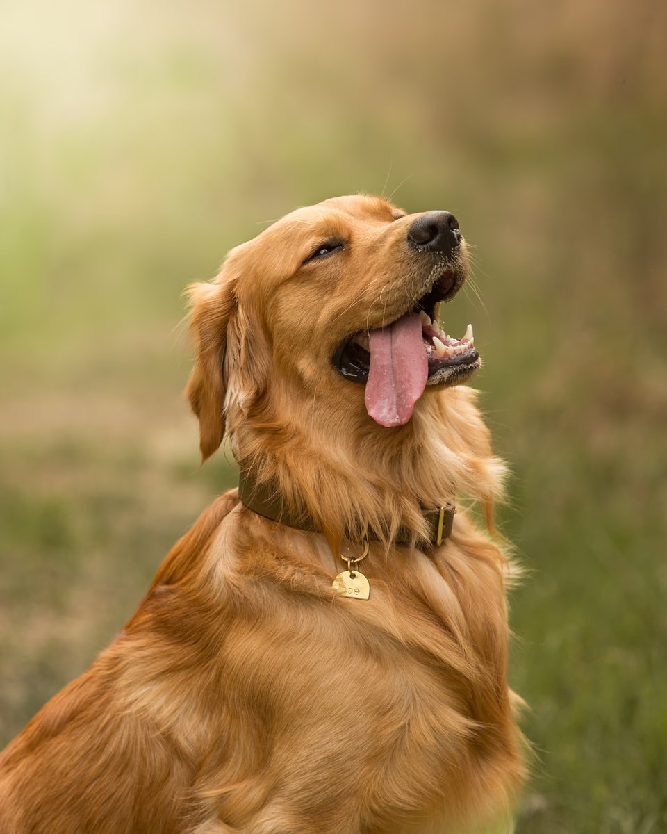 Photo by Nicole K. | 'This is a photo of my Golden Retriever, Poe. He is such a sweet and happy boy.' #ShotOnCanon 🐶 💛 

📸 #Canon EOS 5D Mark III
Lens: EF 135mm f/2L USM
