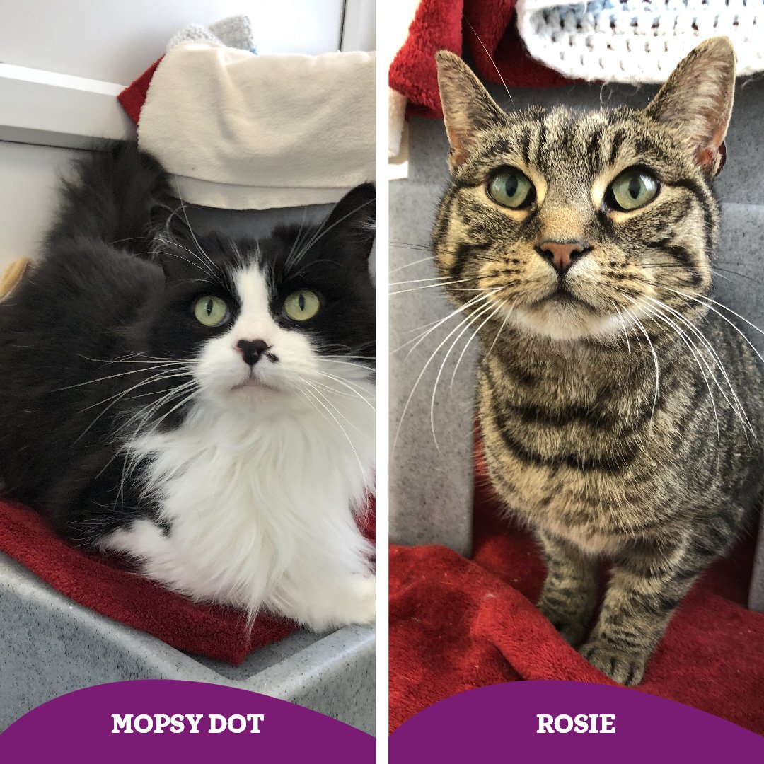 Gorgeous girls Mopsy Dot (5) and Rosie (8) are on the hunt for their #fureverhome 🏡

These girls are incredibly sweet, are 10/10 chilled and have so much love to give! ❤️

They'd love to experience those home comforts again soon 🏡

👇🏻👇🏻
cats.org.uk/findacatform/?…