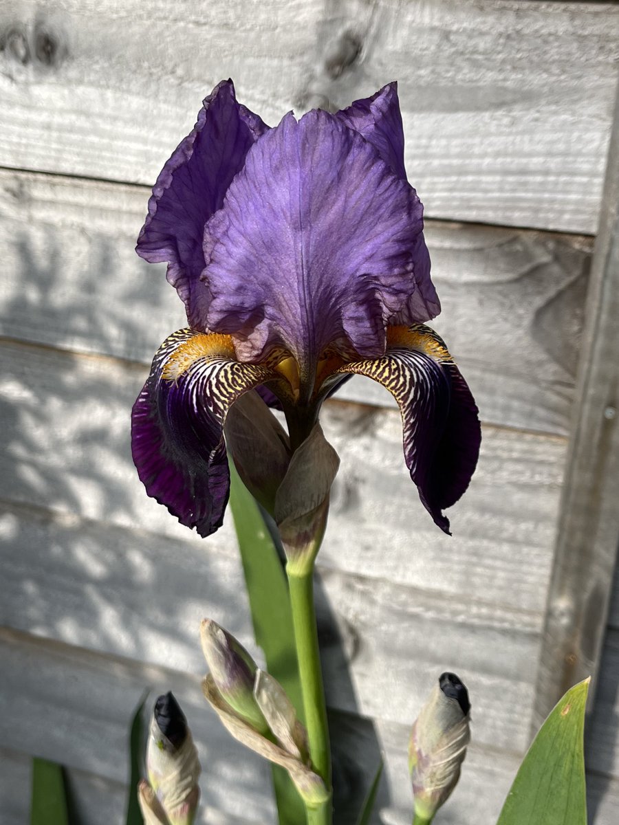 Slowly unfurling, Papery petals of mauve, Patience rewarded. #haikusaturday #haikuchallenge #beardediris #mauveiris #gardening