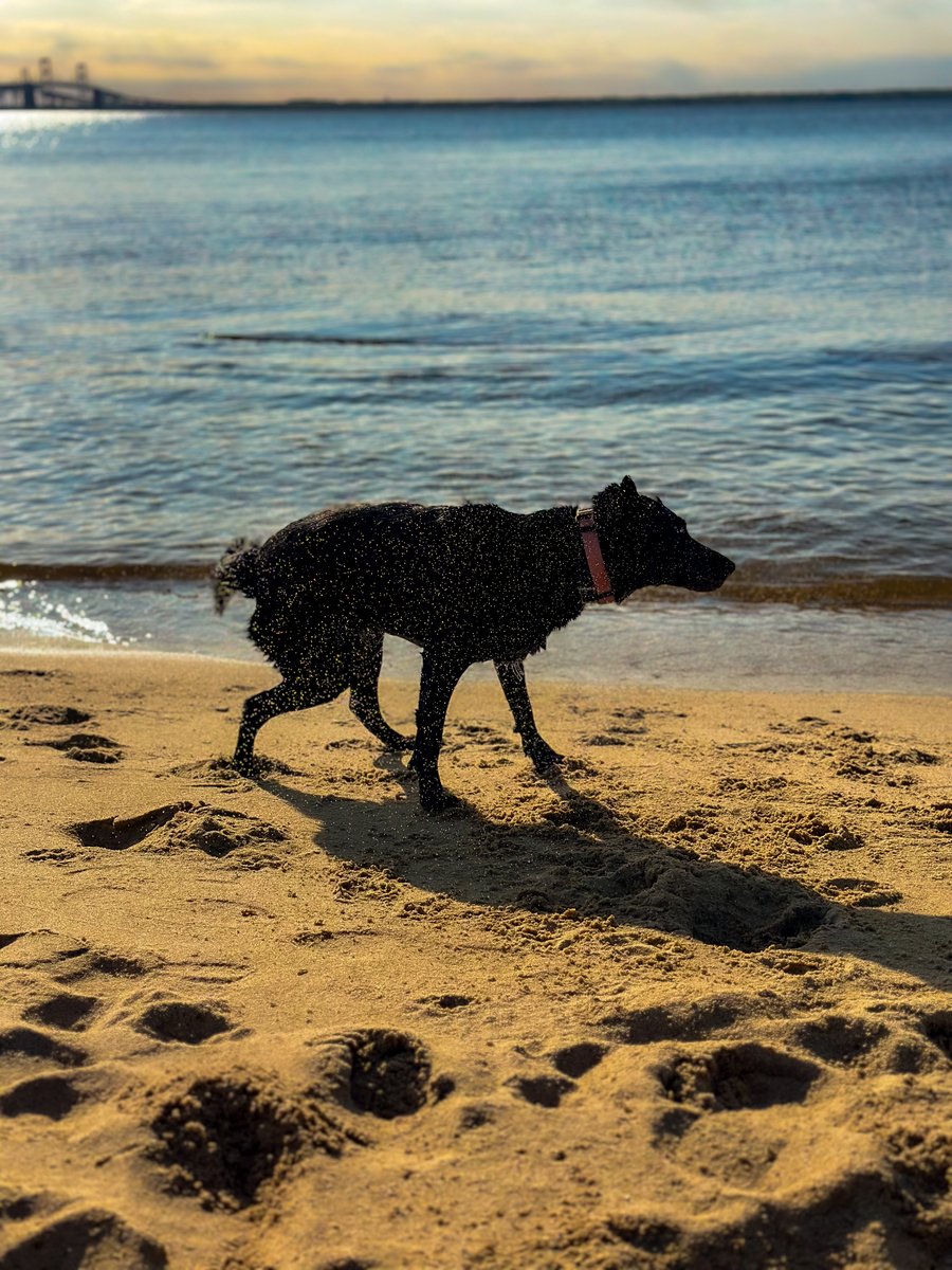 DonnasDogShop's tweet image. Lace up those boots &amp;amp; leash up your pup for a journey into the great outdoors! Whether it&apos;s a scenic hike, a refreshing run, or a leisurely stroll, there&apos;s no shortage of adventure to be had

#OutdoorAdventures #NatureWalks #AdventureDogs #dogsofx #dogsoftwitter