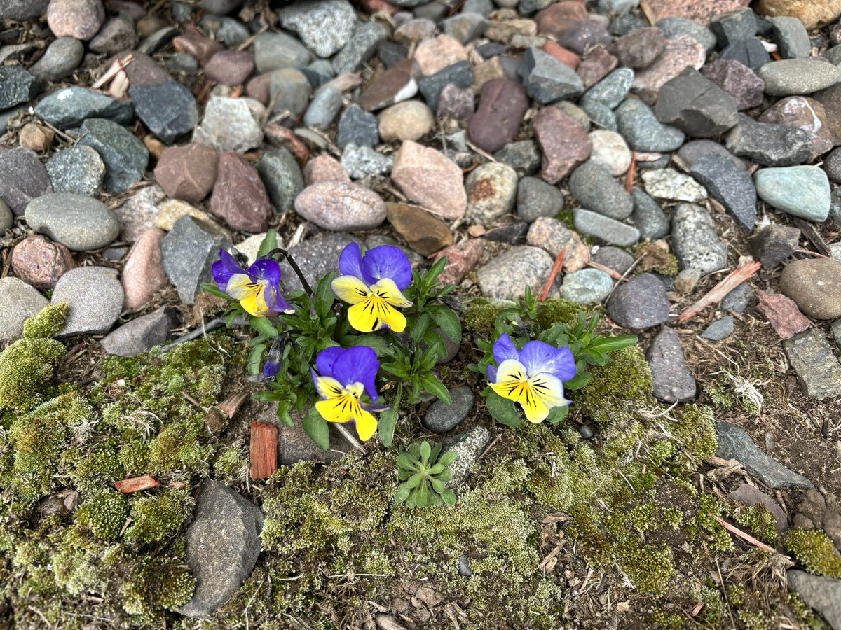 Violas popped up where violas weren’t planted last year.