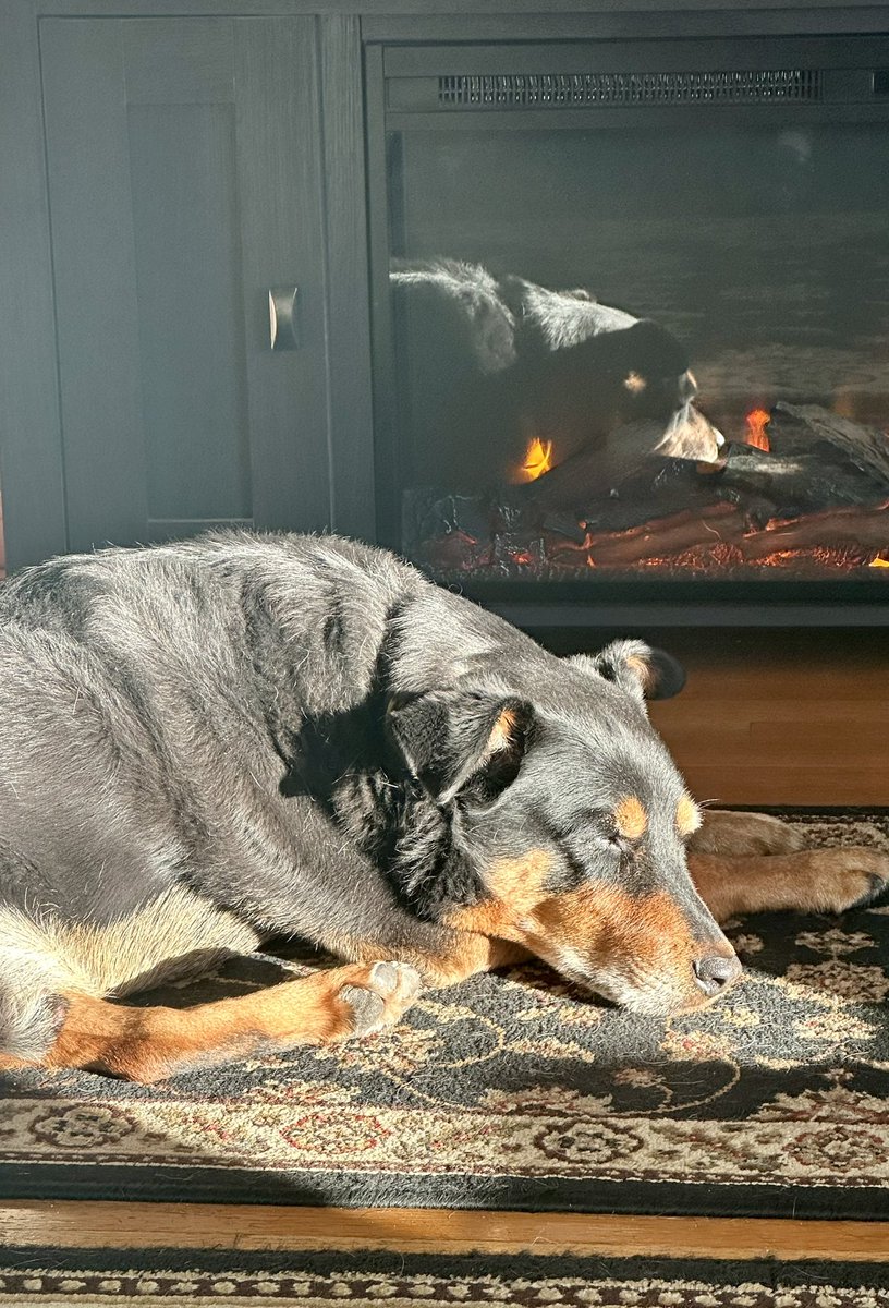 mdujardin's tweet photo. @SethAbramson My sweet #tripawed Marco 🫶🐶 https://t.co/IvJiYZlDfF