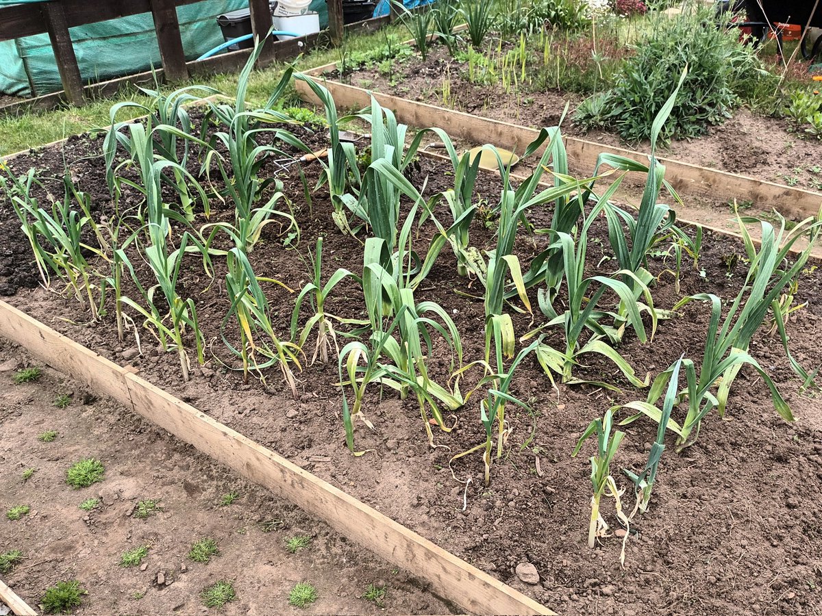 Really pleased with my garlic and elephant garlic this year. They seem to like the manure I put in each planting hole. It's taken 3 years to build up the elephant garlic so I have enough to both eat and re-plant next year. #allotment #garlic